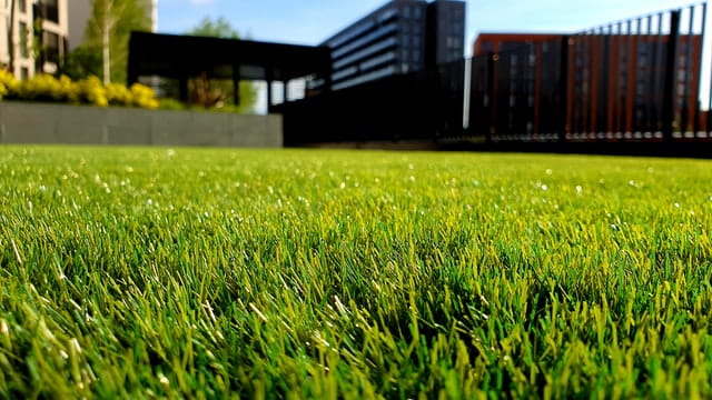 Lawn-Grass-Cover.jpg