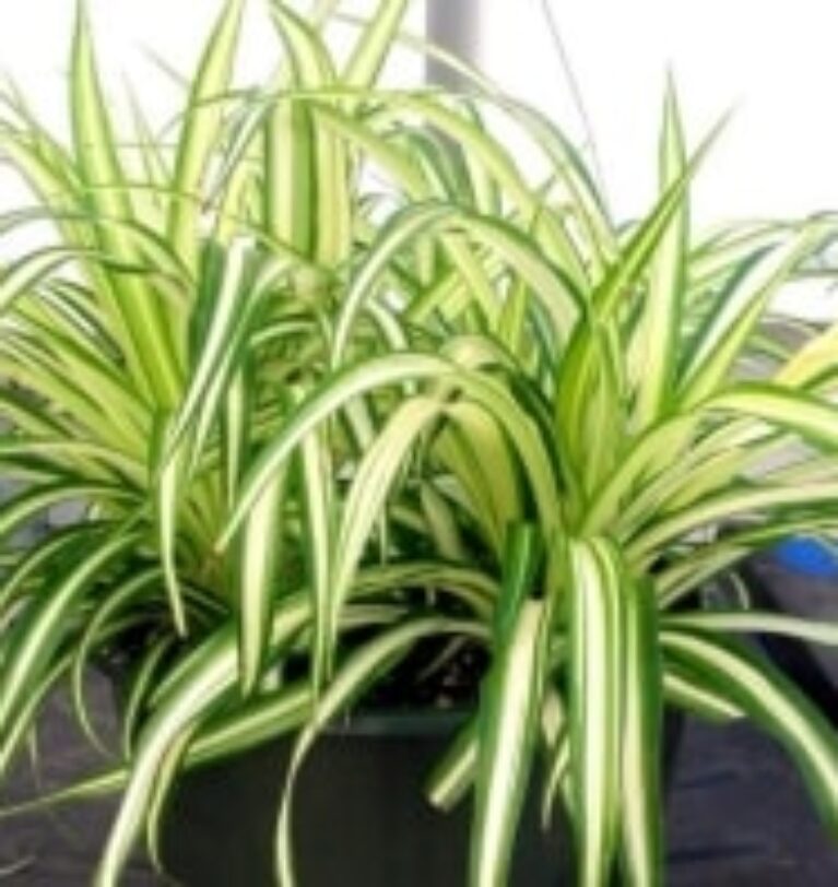 10 Beautiful Indoor House Plants That Are Also Easy to Maintain